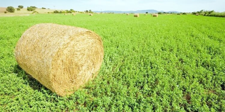 Μηδική: Η ευλογιά των προβάτων «φρενάρει» τις νέες σπορές