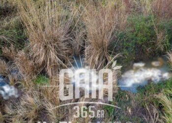 Συναγερμός στον Αλφειό με δεκάδες νεκρά πρόβατα σε αποσύνθεση: Κίνδυνος για τη δημόσια υγεία