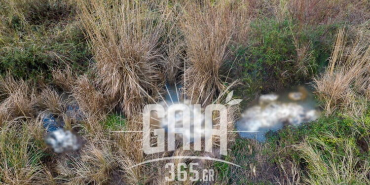 Συναγερμός στον Αλφειό με δεκάδες νεκρά πρόβατα σε αποσύνθεση: Κίνδυνος για τη δημόσια υγεία