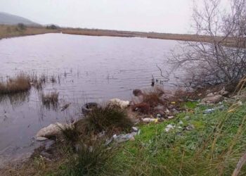 Αιτωλικό: Στη Δικαιοσύνη η Περιφέρεια για τα πεταμένα νεκρά πρόβατα στη λιμνοθάλασσα