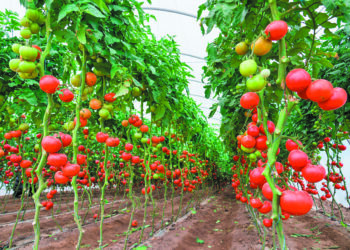 Ντομάτα: Νέα κινεζική καινοτομία μειώνει τον χρόνο στην παραγωγή μέσω του ψηφιακού διδύμου