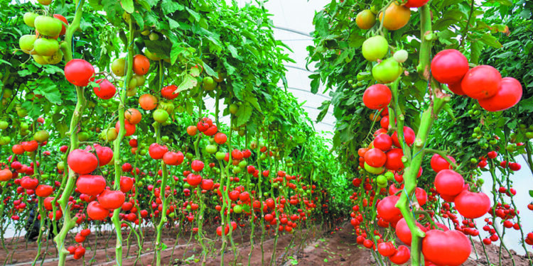 Ντομάτα: Νέα κινεζική καινοτομία μειώνει τον χρόνο στην παραγωγή μέσω του ψηφιακού διδύμου