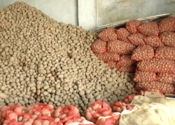 Σαπίζουν στις αποθήκες – Απούλητες οι περίφημες πατάτες της Άνω Βροντούς