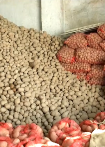 Σαπίζουν στις αποθήκες – Απούλητες οι περίφημες πατάτες της Άνω Βροντούς