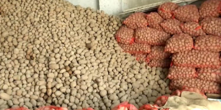 Σαπίζουν στις αποθήκες – Απούλητες οι περίφημες πατάτες της Άνω Βροντούς