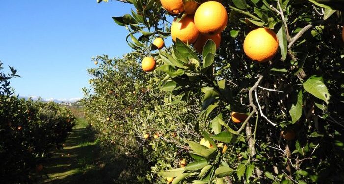Σύμπραξη παραγωγών, Ρομά και μεταναστών στην Αργολίδα και δημιουργία ΚΟΙΝΣΕΠ