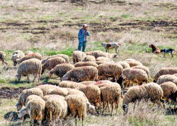 Ηλεία: Δεκάδες νεκρά πρόβατα σε αποσύνθεση στον Αλφειό
