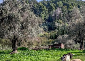 Ευλογιά των αιγοπροβάτων: Οι 7 ερωταπαντήσεις για τους εμβολιασμούς από την επιστημονική επιτροπή