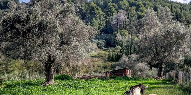 Ευλογιά των αιγοπροβάτων: Οι 7 ερωταπαντήσεις για τους εμβολιασμούς από την επιστημονική επιτροπή