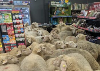 Πρόβατα πήγαν για ψώνια σε σούπερ μάρκετ στη Γερμανία