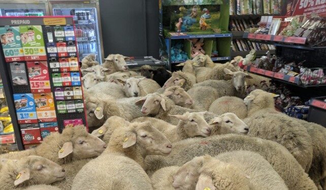 Πρόβατα πήγαν για ψώνια σε σούπερ μάρκετ στη Γερμανία