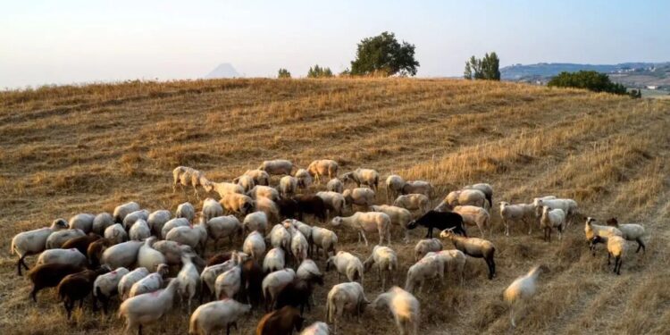 Έχουν θανατωθεί 470.274 αιγοπρόβατα λόγω ευλογιάς