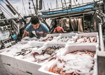 ΟΗΕ: Τα αποθέματα ψαριών σε Μεσόγειο και Μαύρη Θάλασσα δείχνουν σημάδια ανάκαμψης, αλλά οι απειλές παραμένουν