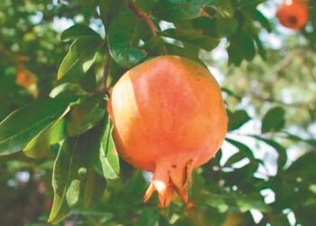 Συνεχίζεται η συρρίκνωση για το ΠΟΠ Ρόδι Ερμιόνης