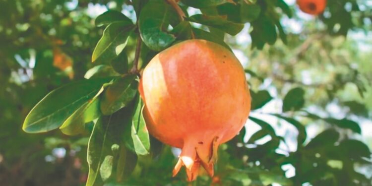 Συνεχίζεται η συρρίκνωση για το ΠΟΠ Ρόδι Ερμιόνης