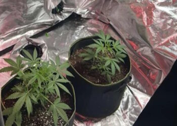 Ρόδος: Τέσσερις συλλήψεις για ναρκωτικά – Βίντεο από το εργαστήριο κάνναβης που είχαν στήσει