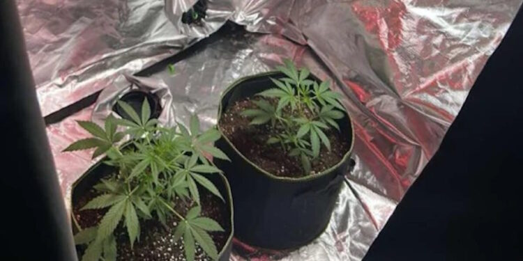 Ρόδος: Τέσσερις συλλήψεις για ναρκωτικά – Βίντεο από το εργαστήριο κάνναβης που είχαν στήσει
