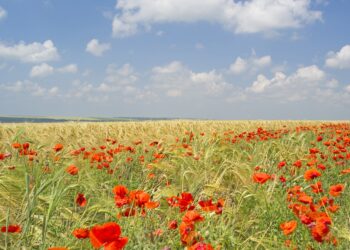 Αφιέρωμα: Ζιζανιοκτονία Σιτηρών