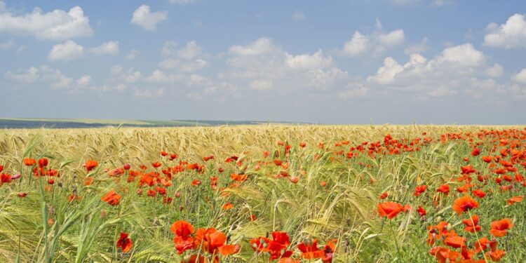 Αφιέρωμα: Ζιζανιοκτονία Σιτηρών