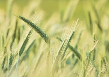 Το πρόβλημα της ανθεκτικότητας των ζιζανίων στα χειμερινά σιτηρά