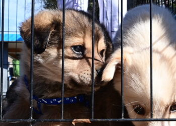 Ρέθυμνο: 17 νεκρά κουτάβια βρέθηκαν κάτω από γέφυρα