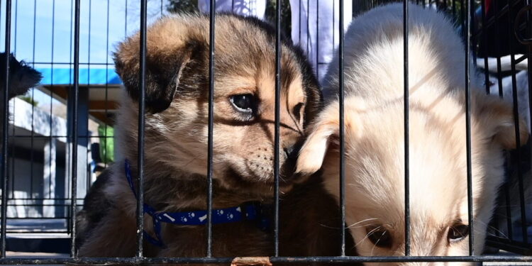 Ρέθυμνο: 17 νεκρά κουτάβια βρέθηκαν κάτω από γέφυρα