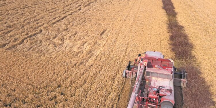 Από 28 έως 34 λεπτά οι μέσες τιμές παραγωγού ρυζιού ανά ποικιλία