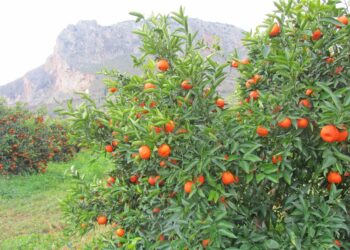 Αργολίδα: Κερδίζει έδαφος η βιοκαλλιέργεια