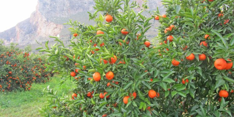 Αργολίδα: Κερδίζει έδαφος η βιοκαλλιέργεια