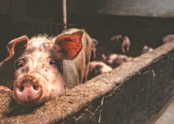 Η Βρετανία άρει την πλήρη απαγόρευση εισαγωγής χοιρινού από την Ισπανία και υιοθετεί περιφερειακούς ελέγχους