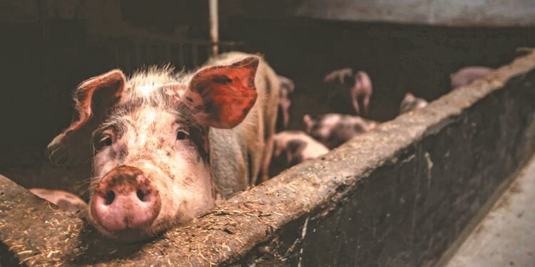 Η Βρετανία άρει την πλήρη απαγόρευση εισαγωγής χοιρινού από την Ισπανία και υιοθετεί περιφερειακούς ελέγχους