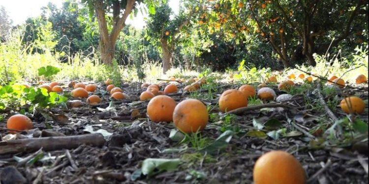 Ηλεία: Ζημιές στα πορτοκάλια από την κακοκαιρία σε Μακρίσια και Καλυβάκια