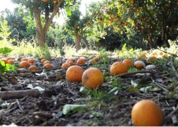 Ηλεία: Ζημιές στα πορτοκάλια από την κακοκαιρία σε Μακρίσια και Καλυβάκια