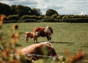 Η FoodChain ID εξαγοράζει τη Sbcert