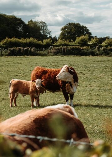 Η FoodChain ID εξαγοράζει τη Sbcert