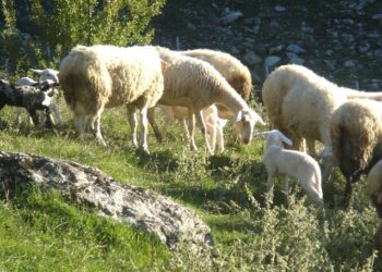 Εκδήλωση για την πιστοποίηση των ΠΟΠ προϊόντων «Αρνάκι-Κατσικάκι Ελασσόνας»