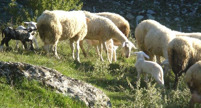 Εκδήλωση για την πιστοποίηση των ΠΟΠ προϊόντων «Αρνάκι-Κατσικάκι Ελασσόνας»