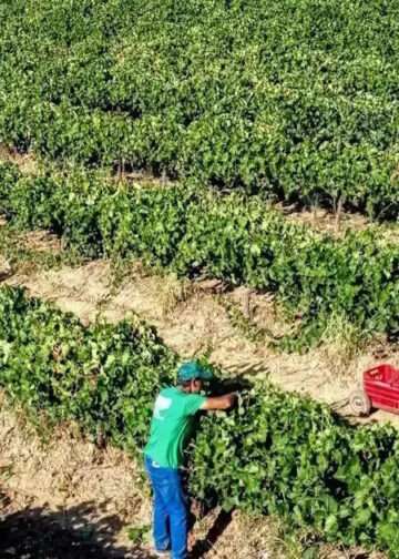 ΑΑΔΕ: Ανοίγει η πλατφόρμα myBusinessSupport για διορθώσεις αγροτεμαχίων αγροτών και ρύθμιση δημόσιων γαιών