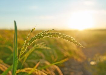 Μελέτη ΑΠΘ για την αξιολόγηση των περιβαλλοντικών μέτρων της ΚΑΠ