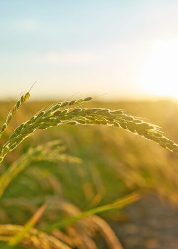 Μελέτη ΑΠΘ για την αξιολόγηση των περιβαλλοντικών μέτρων της ΚΑΠ
