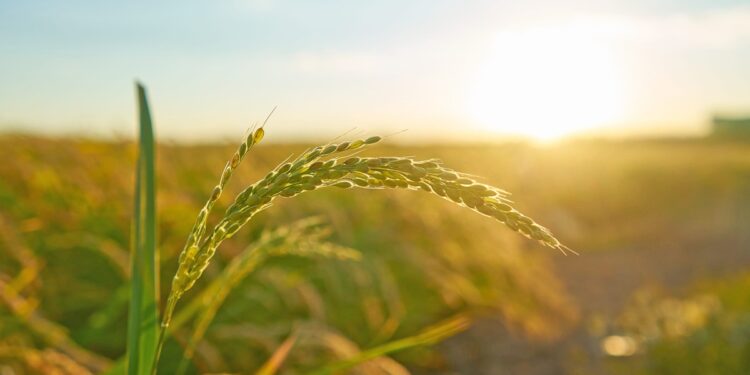 Μελέτη ΑΠΘ για την αξιολόγηση των περιβαλλοντικών μέτρων της ΚΑΠ