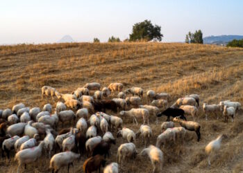 Ευλογιά των προβάτων: 97 στρατιωτικοί κτηνίατροι ρίχνονται στην «μάχη» – Η ανακοίνωση του ΥΠΕΘΑ
