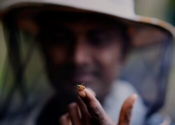 Οι μεταναστευτικοί μελισσοκόμοι της Ινδίας με τις κυψέλες τους ακολουθούν τα λουλούδια για να φέρουν το μέλι