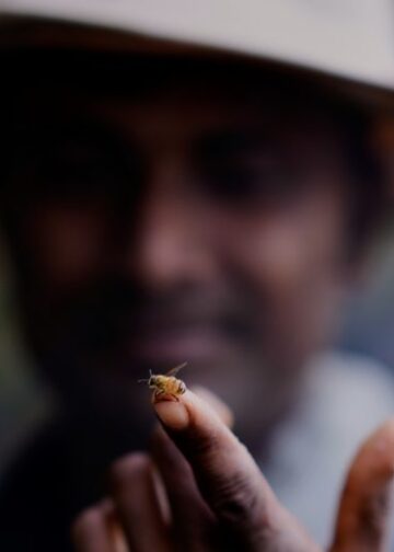 Οι μεταναστευτικοί μελισσοκόμοι της Ινδίας με τις κυψέλες τους ακολουθούν τα λουλούδια για να φέρουν το μέλι