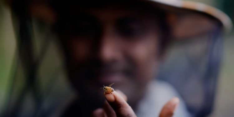 Οι μεταναστευτικοί μελισσοκόμοι της Ινδίας με τις κυψέλες τους ακολουθούν τα λουλούδια για να φέρουν το μέλι