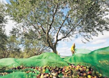 ΔΥΠΑ: Ξεκινούν αύριο οι αιτήσεις για το νέο επιδοτούμενο πρόγραμμα κατάρτισης ανέργων στην ελαιοκομία στην Πάργα