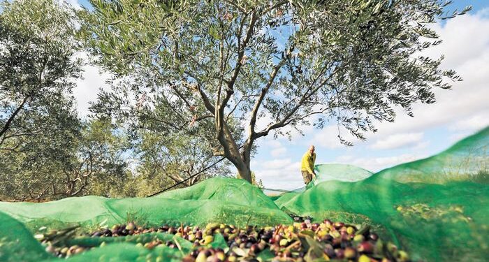 ΔΥΠΑ: Ξεκινούν αύριο οι αιτήσεις για το νέο επιδοτούμενο πρόγραμμα κατάρτισης ανέργων στην ελαιοκομία στην Πάργα