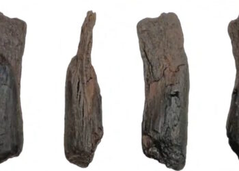 Σπουδαία ανακάλυψη στη Μεγαλόπολη – Εντοπίστηκαν τα αρχαιότερα ξύλινα εργαλεία του κόσμου