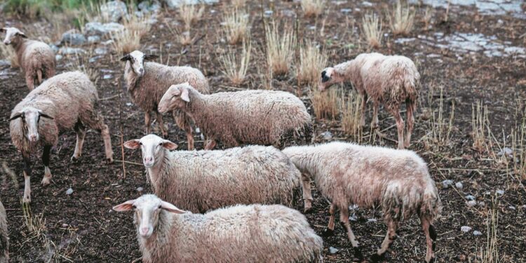 Ευλογιά: Παρατείνονται τα προληπτικά μέτρα στην Κρήτη