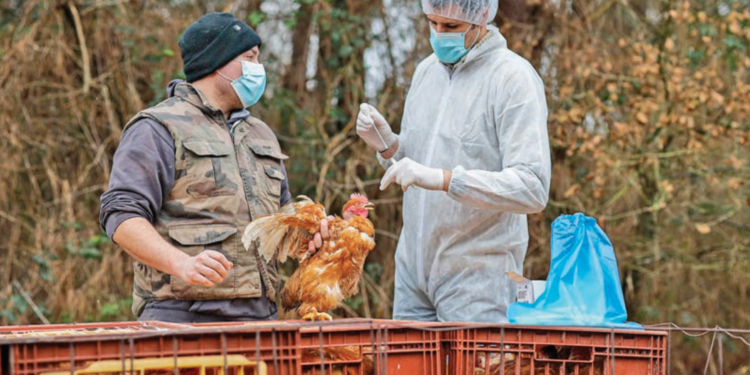 Γιατί ο κλάδος των πουλερικών χρειάζεται μια παγκόσμια συμφωνία για την αντιμετώπιση της γρίπης των πτηνών